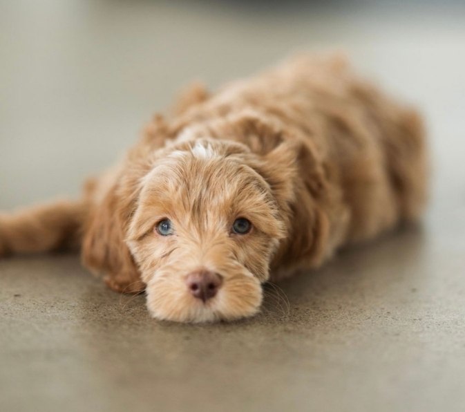 puppycare