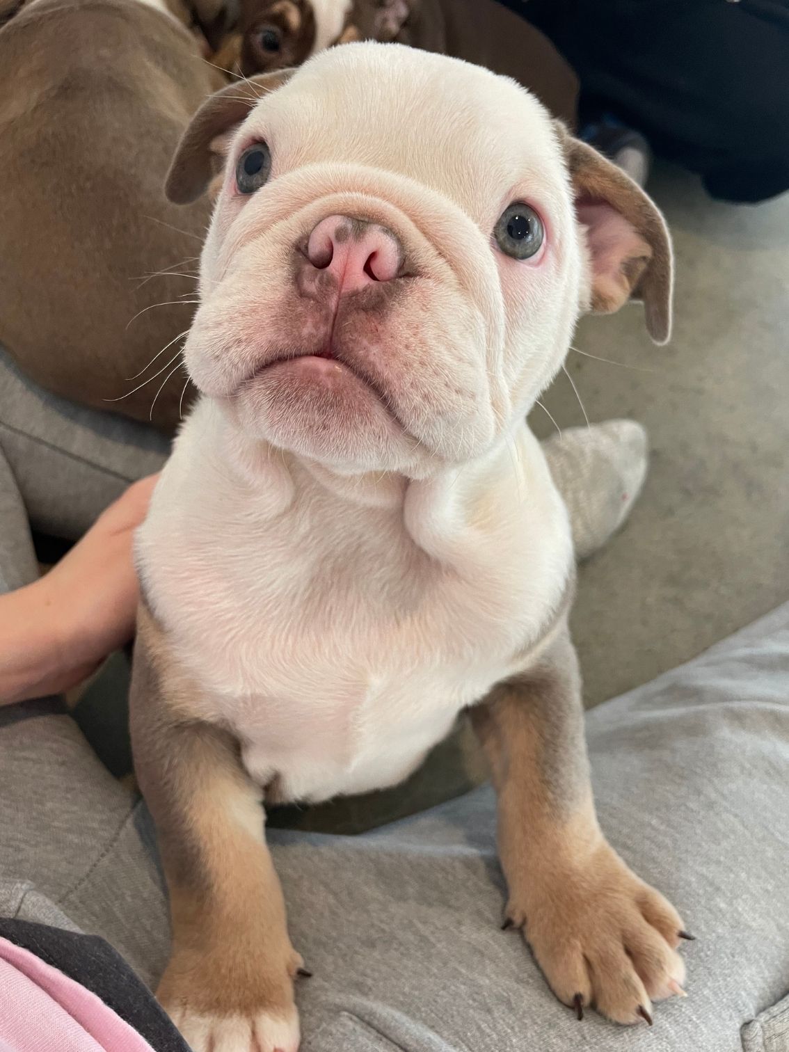 Puppycare11.jpg